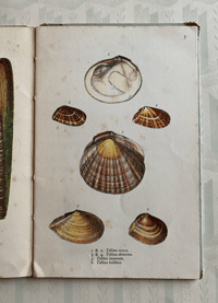 Image 8 of Vintage King Penguin book British Shells