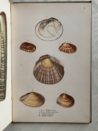 Image 11 of Vintage King Penguin book British Shells