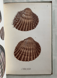 Image 12 of Vintage King Penguin book British Shells