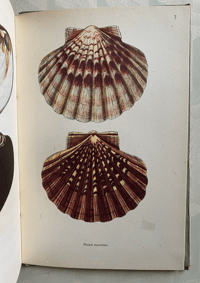 Image 13 of Vintage King Penguin book British Shells