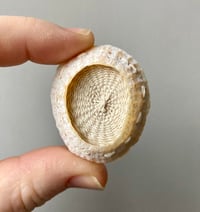 Image 1 of Stitched Limpet Brooch 86