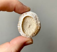 Image 1 of Stitched Limpet Brooch 92