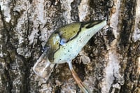 Image 7 of Custom Airbrushed S-CRANK 1.5 Squarebill Crankbait 1121