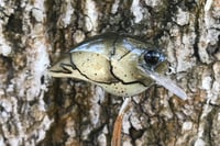 Image 6 of Custom Airbrushed S-CRANK 1.5 Squarebill Crankbait 1151