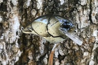 Image 7 of Custom Airbrushed S-CRANK 1.5 Squarebill Crankbait 1151