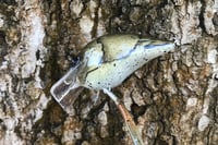 Image 4 of Custom Airbrushed S-CRANK 1.5 Squarebill Crankbait 1151