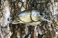 Image 2 of Custom Airbrushed S-CRANK 1.5 Squarebill Crankbait 1151