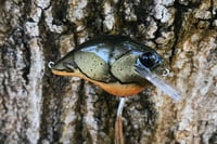 Image 7 of Custom Airbrushed S-CRANK 1.5 Squarebill Crankbait 1259