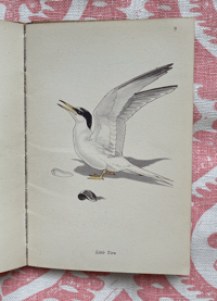 Image 2 of Birds of the Sea vintage King Penguin book