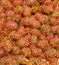 Image 1 of Dragon Eggs