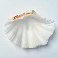 Image 4 of Vide-poche gros coquillage Tridacne "bénitier"  naturel des années 70 Porte savon