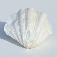 Image 11 of Vide-poche gros coquillage Tridacne "bénitier"  naturel des années 70 Porte savon