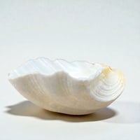 Image 9 of Vide-poche gros coquillage Tridacne "bénitier"  naturel des années 70 Porte savon