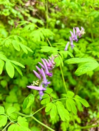 Image 1 of  Scouler's Corydalis : Corydalis scouleri