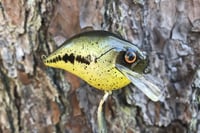 Image 2 of Custom Airbrushed S-CRANK 1.5 Squarebill Crankbait 0006
