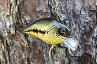 Image 5 of Custom Airbrushed S-CRANK 1.5 Squarebill Crankbait 0006