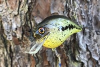 Image 7 of Custom Airbrushed S-CRANK 1.5 Squarebill Crankbait 0006
