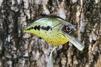 Image 10 of Custom Airbrushed S-CRANK 1.5 Squarebill Crankbait 0006