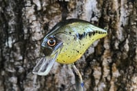 Image 15 of Custom Airbrushed S-CRANK 1.5 Squarebill Crankbait 0006
