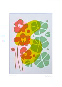 Image 4 of Nasturtiums