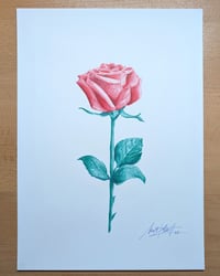 Image 1 of Rose 001
