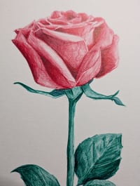 Image 3 of Rose 001