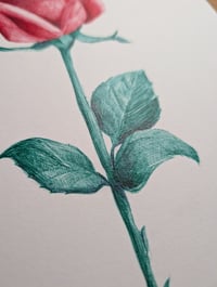 Image 4 of Rose 001