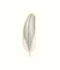 Image 1 of Covert Feather by Danika Ostrowski - Framed Original Drawing