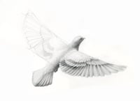 Image 1 of Columbidae study by Danika Ostrowski - Framed Original Drawing