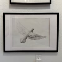 Image 2 of Columbidae study by Danika Ostrowski - Framed Original Drawing