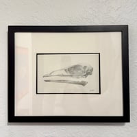 Image 2 of Emu Skull (lateral) by Danika Ostrowski - Framed Original Drawing
