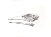 Image 1 of Emu Skull (lateral) by Danika Ostrowski - Framed Original Drawing