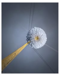 Pom