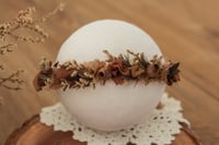 Newborn/Sitter Halo 255