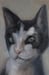 Image of Portrait d'un chat
