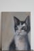 Image of Portrait d'un chat
