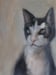 Image of Portrait d'un chat
