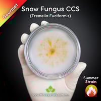 Image 1 of Snow Fungus (Tremella Fuciformis) CCS Live Mycelium Mushroom Culture Spawn Seed