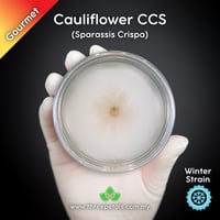 Image 1 of Cauliflower CCS (Sparassis Crispa) Live Mycelium Mushroom Culture Spawn Seed