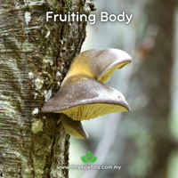 Image 2 of Late Oyster (Sarcomyxa Serotina) Live Mycelium Mushroom Culture Spawn Seed