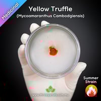 Image 1 of Yellow Truffle (Dendrogaster/Mycoamaranthus Cambodgiensis) Live Mycelium Mushroom Culture Spawn Seed