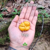 Image 3 of Yellow Truffle (Dendrogaster/Mycoamaranthus Cambodgiensis) Live Mycelium Mushroom Culture Spawn Seed