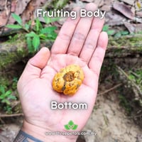 Image 4 of Yellow Truffle (Dendrogaster/Mycoamaranthus Cambodgiensis) Live Mycelium Mushroom Culture Spawn Seed