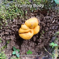 Image 2 of Yellow Truffle (Dendrogaster/Mycoamaranthus Cambodgiensis) Live Mycelium Mushroom Culture Spawn Seed