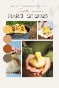 Duckling cuddle sessions