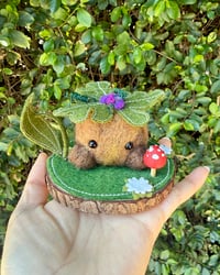 Image 1 of Grape Seedling 🌱 🍇 