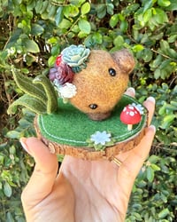 Image 1 of Succulent Seedling 🌱 ✨ 