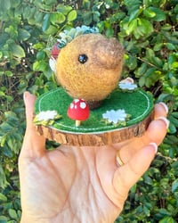 Image 3 of Succulent Seedling 🌱 ✨ 