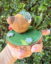 Image 4 of Succulent Seedling 🌱 ✨ 