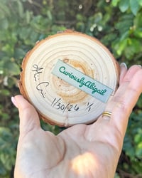 Image 5 of Succulent Seedling 🌱 ✨ 